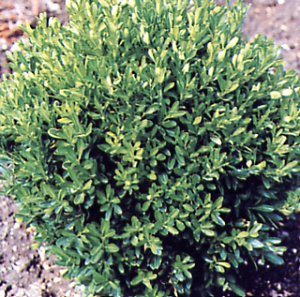  Image name: bosso3.jpg 
 width: 300 pixel 
 height: 297 pixel 
 Size: 43015 bytes 
 Click to enlarge 